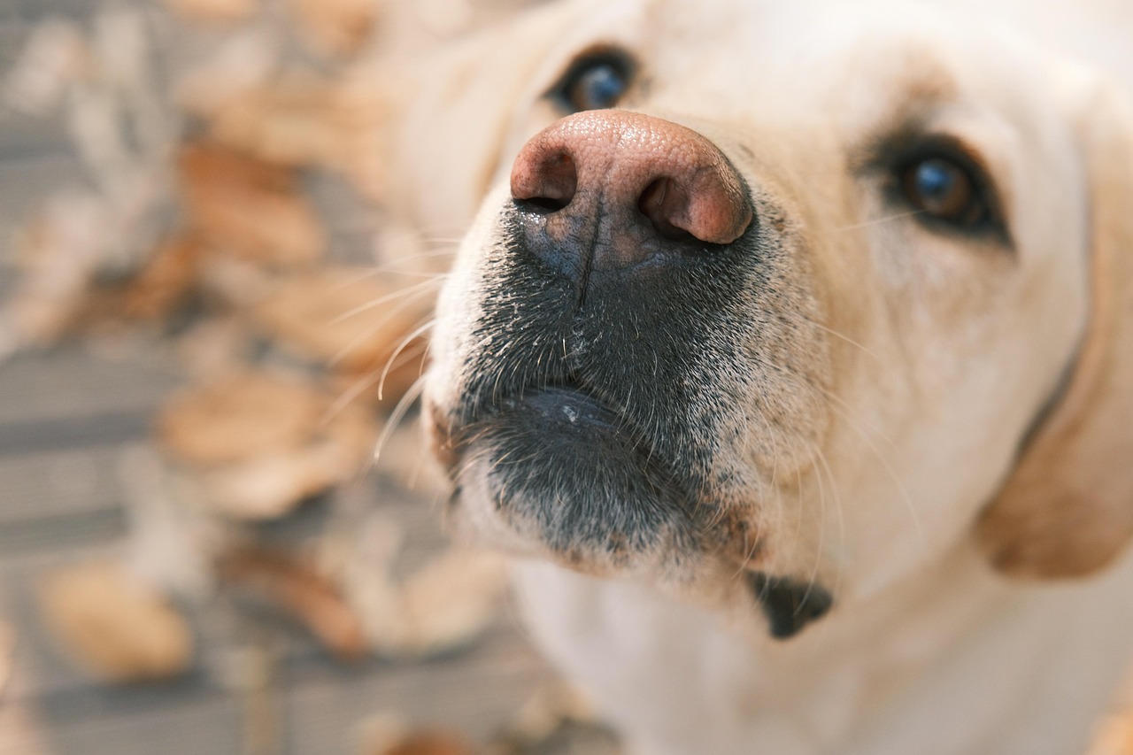 非公開求人の面接でアイコンタクトを活用する効果的な方法は？