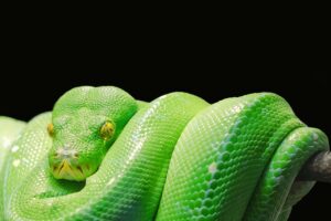 非公開求人の面接でPython経験をどう伝えればいい？